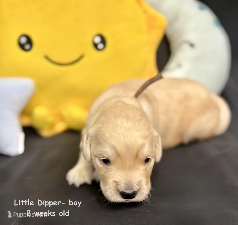 Little Dipper, a male Golden Retriever for sale in Snohomish, WA – Photo 1 of 10