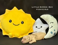 Little Dipper, a male Golden Retriever for sale in Snohomish, WA – Photo 2 of 10