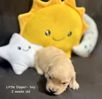 Little Dipper, a male Golden Retriever for sale in Snohomish, WA – Photo 8 of 10