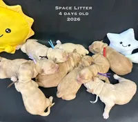 Cosmo, a male Golden Retriever for sale in Snohomish, WA – Photo 5 of 5