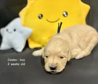 Cosmo, a male Golden Retriever for sale in Snohomish, WA – Photo 6 of 10