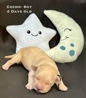 Cosmo, a male Golden Retriever for sale in Snohomish, WA – Photo 1 of 5