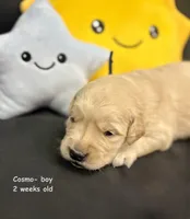 Cosmo, a male Golden Retriever for sale in Snohomish, WA – Photo 8 of 10