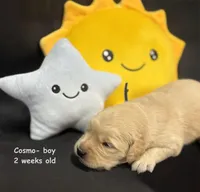 Cosmo, a male Golden Retriever for sale in Snohomish, WA – Photo 7 of 10