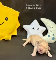 Cosmo, a male Golden Retriever for sale in Snohomish, WA – Photo 3 of 5