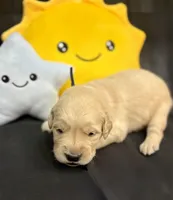 Cosmo, a male Golden Retriever for sale in Snohomish, WA – Photo 9 of 10