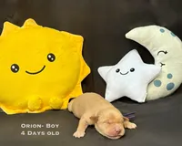 Orion, a male Golden Retriever for sale in Snohomish, WA – Photo 5 of 9