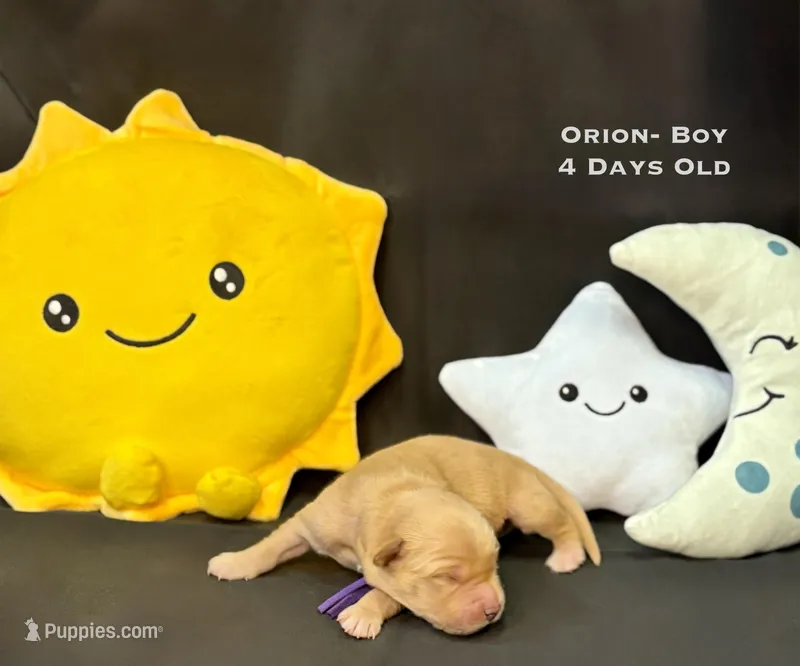 Orion – Golden Retriever puppy for sale in Snohomish, WA