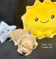 Orion, a male Golden Retriever for sale in Snohomish, WA – Photo 7 of 9