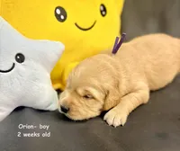 Orion, a male Golden Retriever for sale in Snohomish, WA – Photo 9 of 9