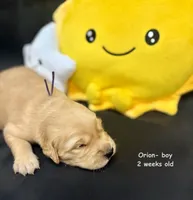 Orion, a male Golden Retriever for sale in Snohomish, WA – Photo 8 of 9