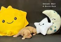 Orion, a male Golden Retriever for sale in Snohomish, WA – Photo 2 of 9