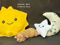 Orion, a male Golden Retriever for sale in Snohomish, WA – Photo 3 of 9