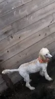 Winnie, a female Labradoodle for sale in Camarillo, CA – 2 of 3