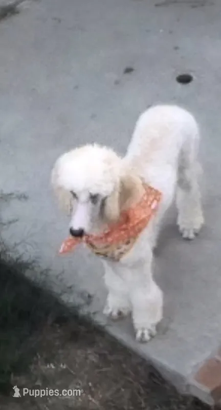 Winnie – Labradoodle puppy for sale in Camarillo, CA