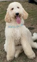 Winnie, a female Labradoodle for sale in Camarillo, CA – 3 of 3