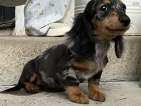 Onyx, a male Miniature Dachshund for sale in Lake Elsinore, CA – 4 of 5
