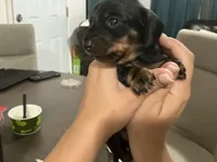 Lola, a female Miniature Dachshund for sale in Riverside, CA – 1 of 2