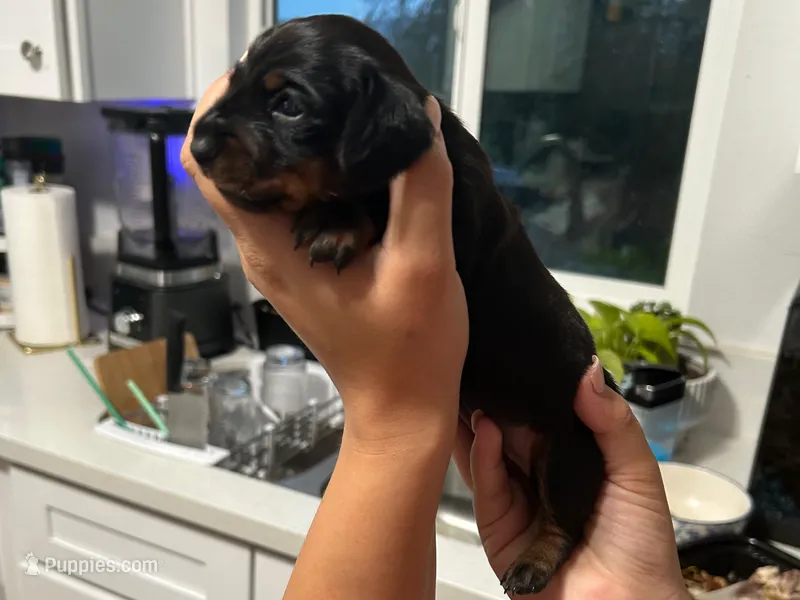Des – Miniature Dachshund puppy for sale in Riverside, CA