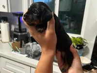 Des, a female Miniature Dachshund for sale in Riverside, CA – 3 of 5