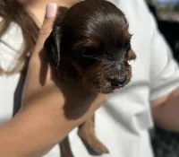 Dan, a male Miniature Dachshund for sale in Riverside, CA – 1 of 5