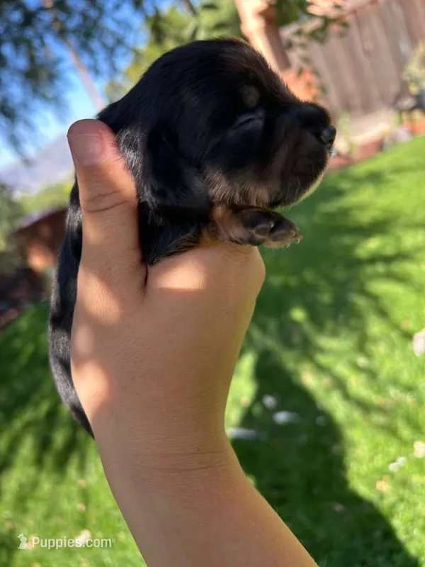 Tommy – Miniature Dachshund puppy for sale in Riverside, CA
