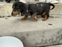 Onyx, a male Miniature Dachshund for sale in Lake Elsinore, CA – 3 of 5
