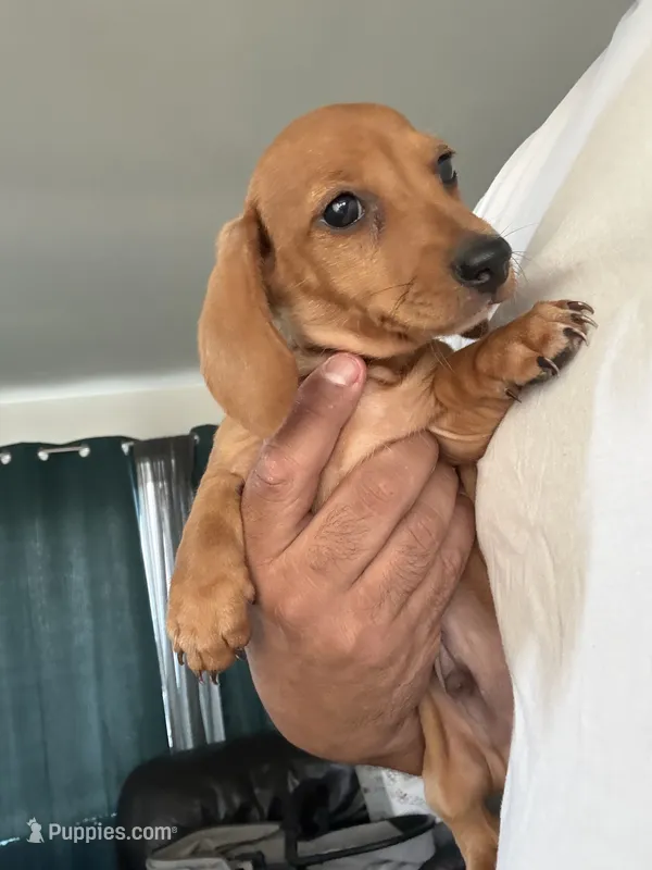 Rex – Miniature Dachshund puppy for sale in Riverside, CA