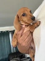 Rex, a male Miniature Dachshund for sale in Riverside, CA – 1 of 8