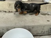 Onyx, a male Miniature Dachshund for sale in Lake Elsinore, CA – 5 of 5