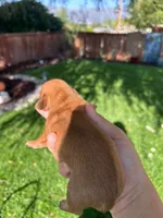 Rex, a male Miniature Dachshund for sale in Riverside, CA – 2 of 6