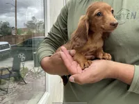 Ruby, a female Miniature Dachshund for sale in Lake Elsinore, CA – 3 of 4