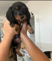 Tommy, a male Miniature Dachshund for sale in Riverside, CA – 2 of 9