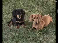 Tommy, a male Miniature Dachshund for sale in Riverside, CA – 2 of 7