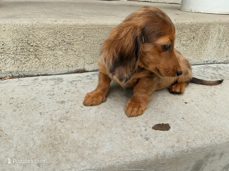 Maple – Miniature Dachshund puppy for sale in Lake Elsinore, CA