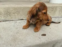 Maple, a male Miniature Dachshund for sale in Lake Elsinore, CA – 1 of 3