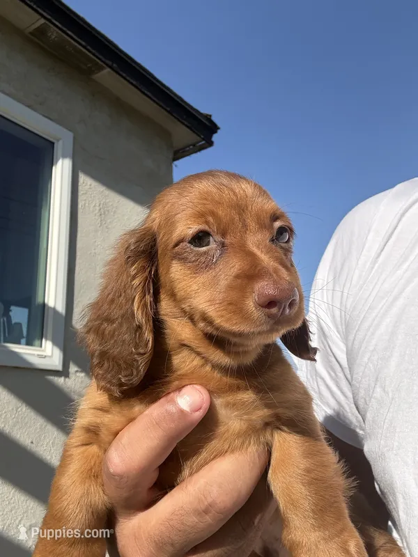 Red – Miniature Dachshund puppy for sale in Riverside, CA