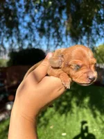 Rex, a male Miniature Dachshund for sale in Riverside, CA – 3 of 6