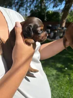 Dan, a male Miniature Dachshund for sale in Riverside, CA – 2 of 5