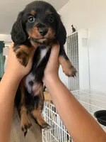 Tommy, a male Miniature Dachshund for sale in Riverside, CA – 3 of 9
