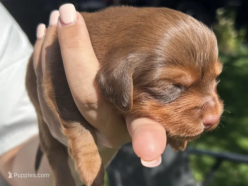Red – Miniature Dachshund puppy for sale in Riverside, CA