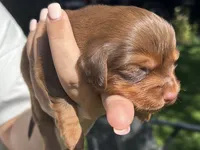 Red, a male Miniature Dachshund for sale in Riverside, CA – 1 of 5