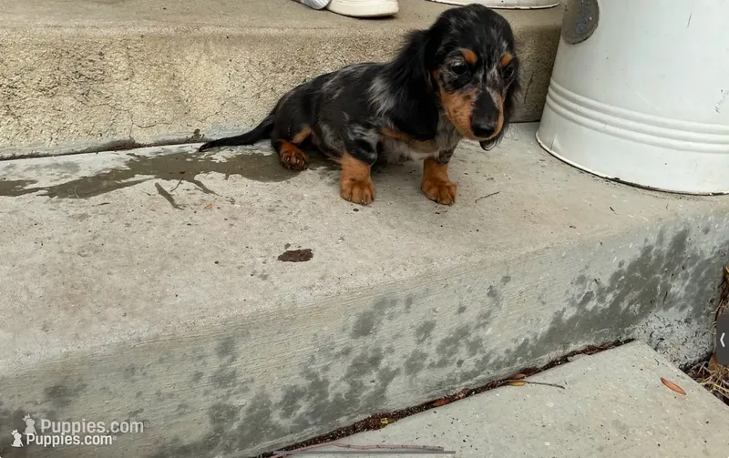 Onyx – Miniature Dachshund puppy for sale in Lake Elsinore, CA