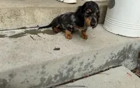 Onyx, a male Miniature Dachshund for sale in Lake Elsinore, CA – 2 of 5