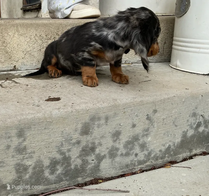 Onyx, a male Miniature Dachshund for sale in Lake Elsinore, CA – 1 of 5