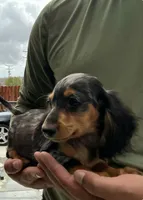 Ash, a male Miniature Dachshund for sale in Lake Elsinore, CA – 3 of 5