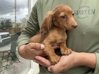 Ruby, a female Miniature Dachshund for sale in Lake Elsinore, CA – 4 of 4