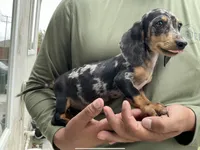Luna, a female Miniature Dachshund for sale in Lake Elsinore, CA – 2 of 4