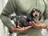 Ash, a male Miniature Dachshund for sale in Lake Elsinore, CA – 1 of 5
