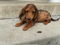 Maple, a male Miniature Dachshund for sale in Lake Elsinore, CA – 2 of 3